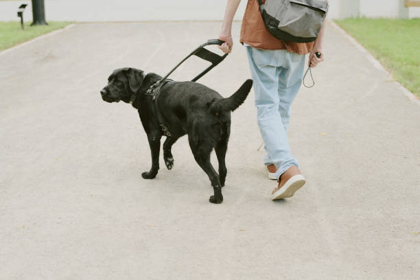 istock Man and Dog in Park 2171513567