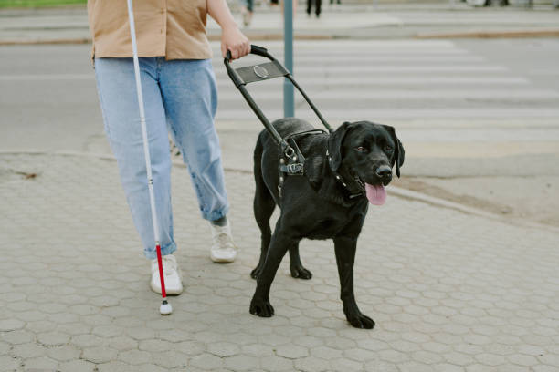 istock Black Dog Walking with Owner 2171513875