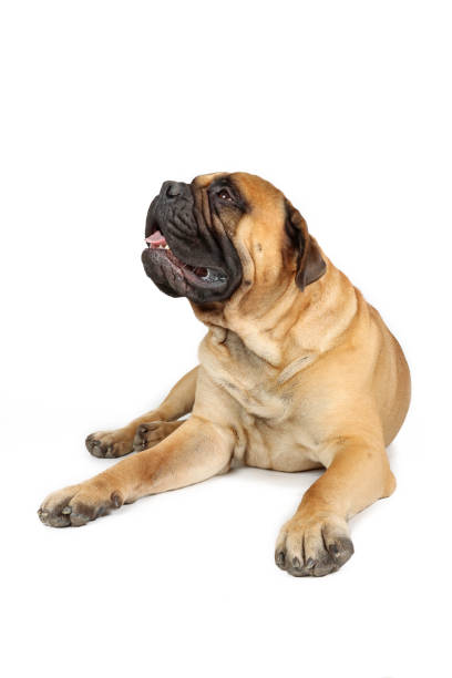 istock bullmastiff puppy 2171514546