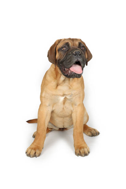 istock bullmastiff puppy 2171514547