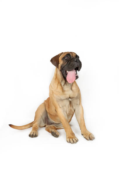 istock dog with tongue out 2171514554