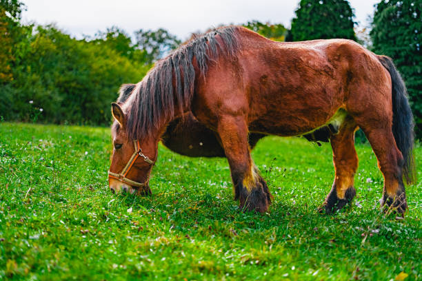 Brown Draft Horse Standing on a Green Pasture Eating Grass on a Bright Sunny Day