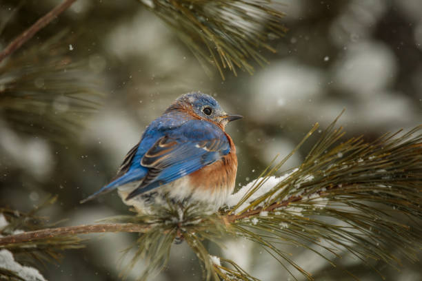 istock Eastern Bluebird in Snowy Pine Tree 2171515483