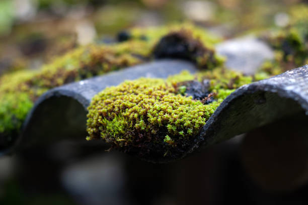 istock There is green moss on the roof. 2171516325