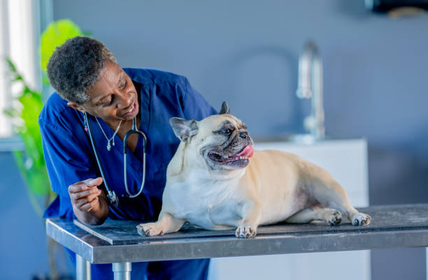 istock French Bulldog Veterinary Appointment 2171516751