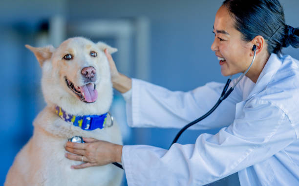 istock Adult Dog Veterinary Appointment 2171516780