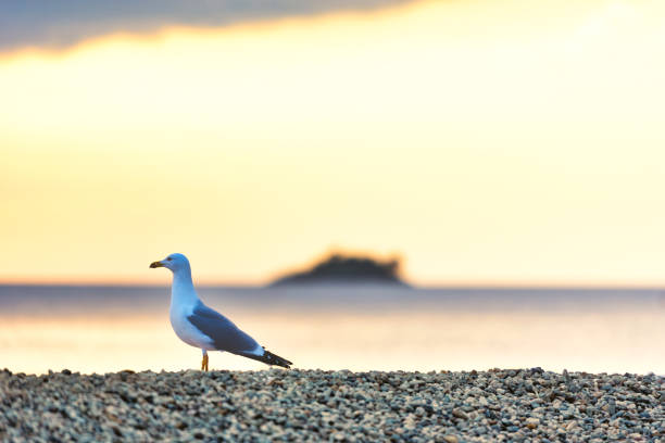 Seagull Enjoy the Beautiful Sunset on Cloudy Winter Day