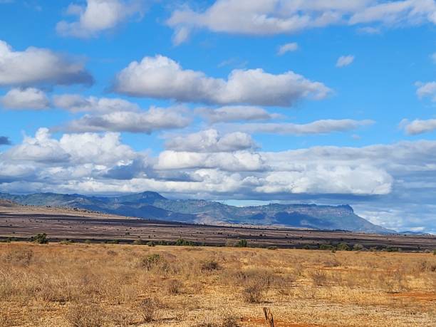 istock Beautiful wildlife in Kenya. 2171518221
