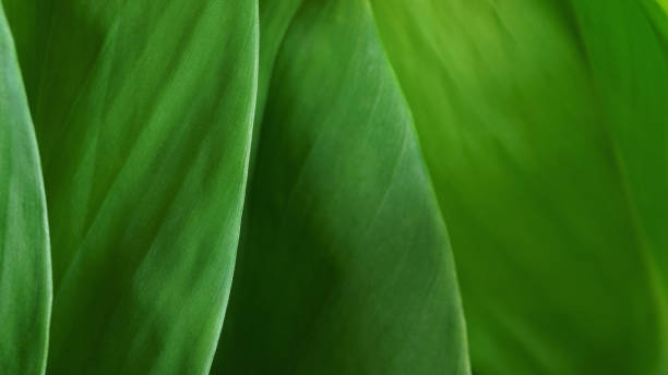 istock Close-up macro nature exotic bright green leave texture tropical Jungle plant abstract background.Curve leaf floral botanical desktop wallpaper,website cover backdrop. 2171519687