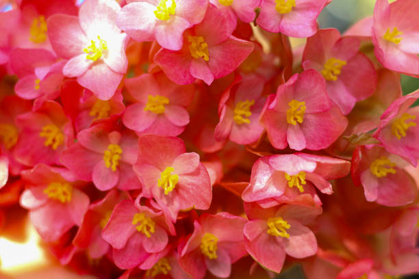 Close up. Blossom begonia in full of screen.