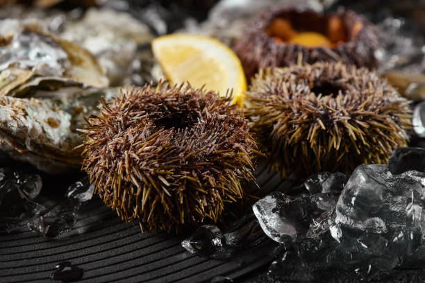 Assorted Seafood with Crab, Oysters, and Sea Urchins on Ice - Dark Rustic Photography