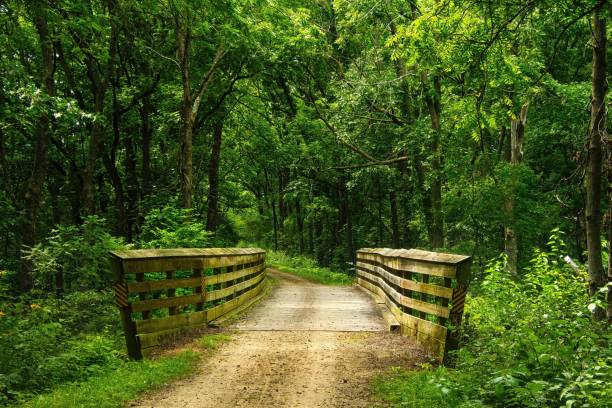 istock Bridge in Lush Green Wisconsin Forest 2171522650