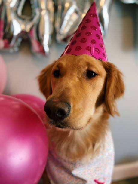 istock Doggie Pawty 2171522796