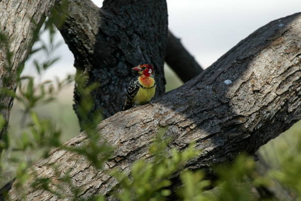 istock Red-and-yellow barbet 2171523082