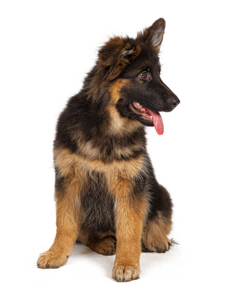 istock German shepherd puppy isolated on white background 2171524501