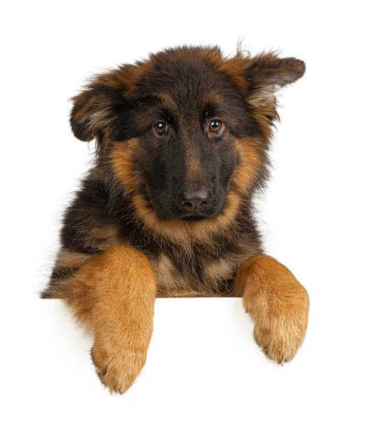 istock Puppy German Shepherd holding a banner isolated on a white background 2171524524