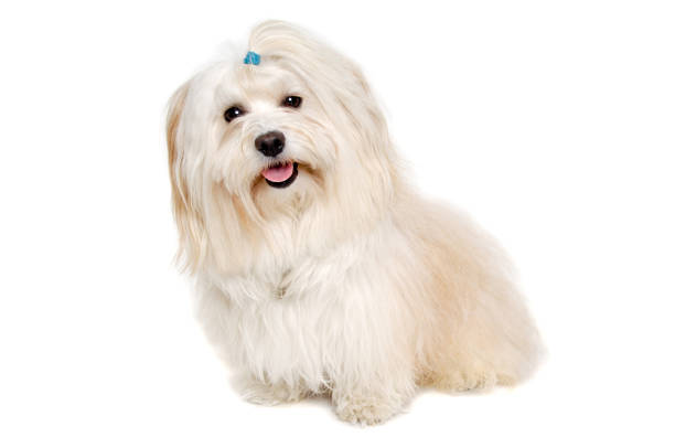 istock Happe Coton De Tulear dog sitting on a clean white background 2171524581