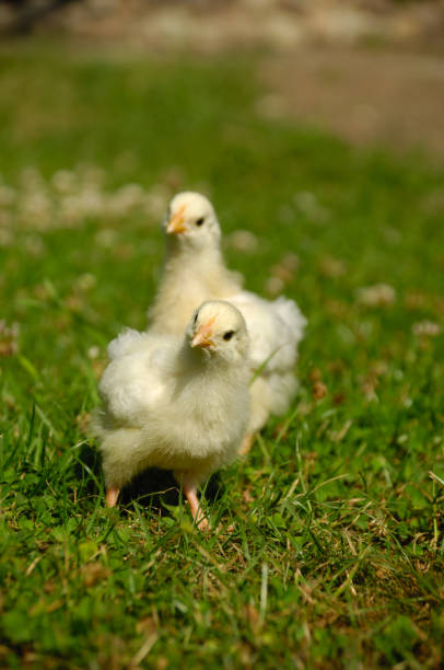istock Two baby chicks on green grass 2171524632