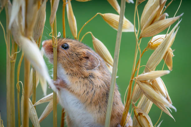 A harvest mouse on a barley straw.  Part of a breeding and release into the wild programme.