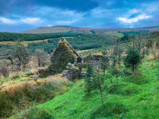 An overgrown derelict cottage sits amidst a Sitka spruce plantation in County Cavan, Ireland. The moss-covered stone structure blends with the natural landscape, surrounded by young spruce trees and rolling hills.