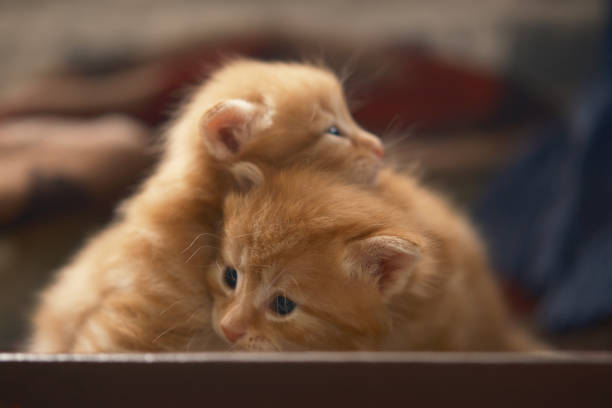 a beautiful little curious fluffy kitten sits on the floor and looks scared