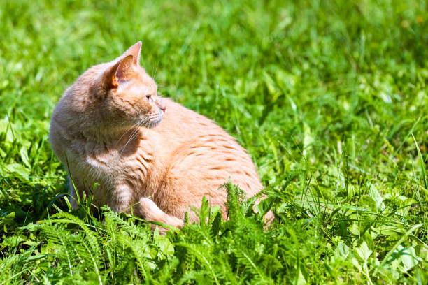 beige cat sitting on green grass in the park. ginger cat walking on green grass. cat on green grass background. High quality photo