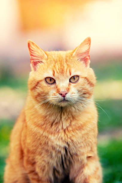 istock Red kitten sits outdoors on a sunny summer day 2171527451