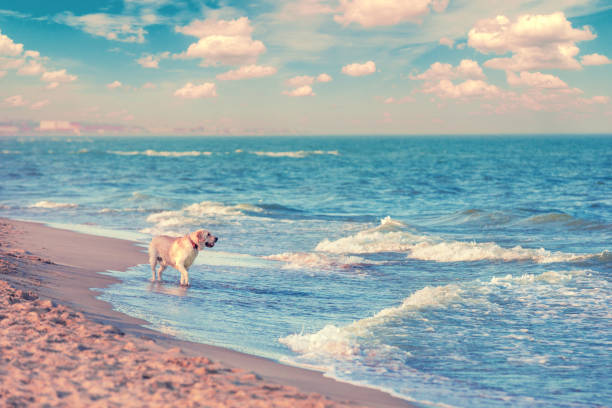 Happy Golden retriever swimming on the sea