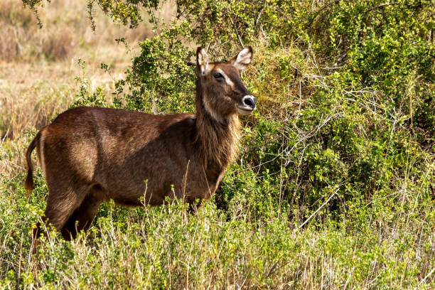 Female Waterbuck in Wilderness