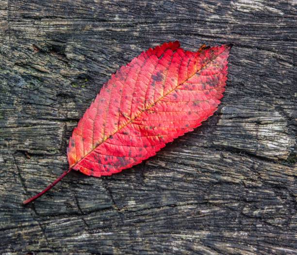 A vibrant red leaf on a textured wooden surface