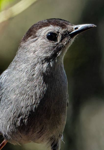 istock A Gray Catbird arrives on the deck 2171528969