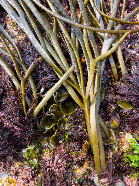 istock Seaweed Growth on Rocks: Enhancing Coastal Ecosystems and Stability 2171529123