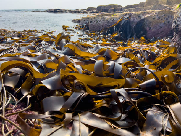 Close-up shot of tangled seaweed washed up on the shore taken by the sea in Northumberland. The sea and rocky shore can be seen in the background. Declines in seaweeds due to ocean acidification  leave Britain and other coastlines open to the damaging effects of the sea, which reduce the stability of the land. Inhabitants of the seaweed forests, like fish, are also at risk of losing their habitat.