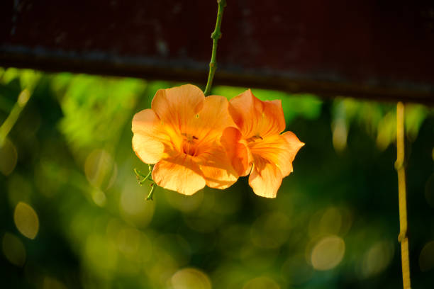 This photo showcases two beautiful orange flowers glowing in the warm light of the setting sun. The background is softly blurred, creating a bokeh effect that enhances the delicate texture and vibrant color of the flowers, making them stand out vividly against the lush greenery.