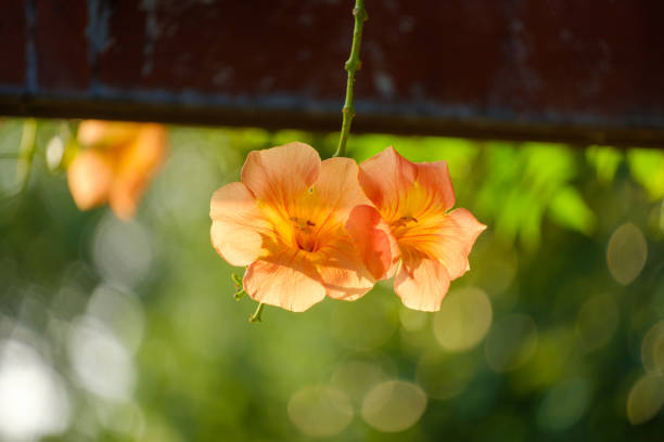 This photo showcases two beautiful orange flowers glowing in the warm light of the setting sun. The background is softly blurred, creating a bokeh effect that enhances the delicate texture and vibrant color of the flowers, making them stand out vividly against the lush greenery.