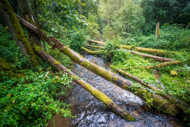 istock Amazing forest on a cloudy, rainy day. Trees covered with moss fallen on the river. Czartowe Pole Nature Reserve. Roztocze, Jozefow, Poland 2171530734