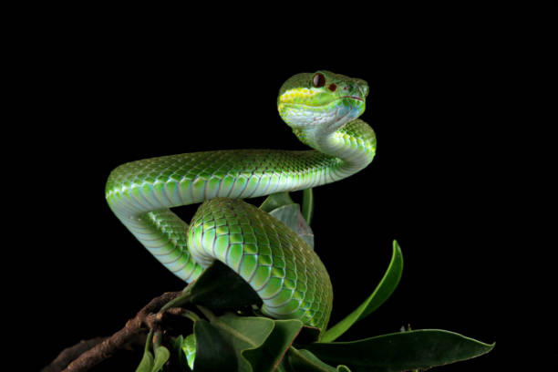 istock green viper snake on branch 2171530928