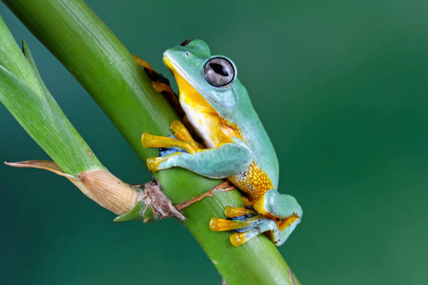 istock flying tree frog sitting on a branch , Rhacophorus reinwardti 2171530974