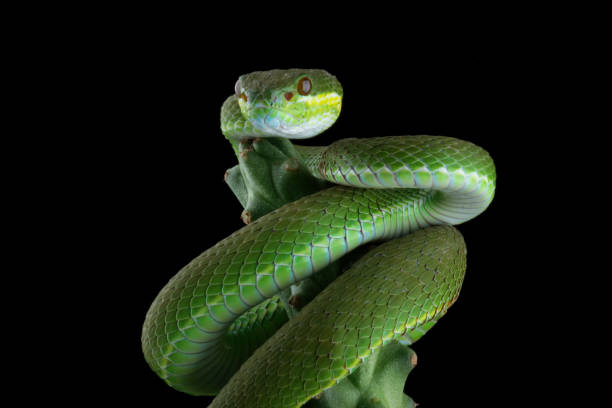 istock green viper snake on branch 2171531043
