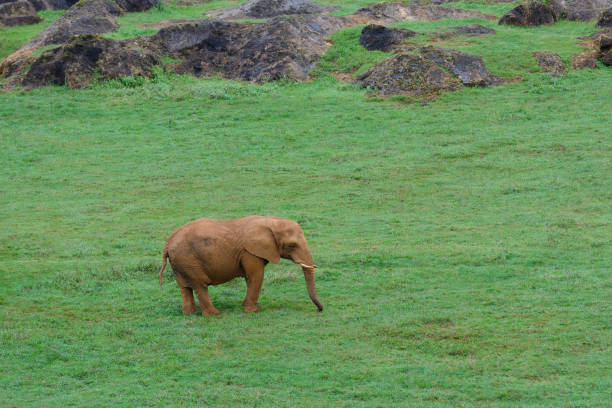 elephant on green lawn, animals in natural environment, nature