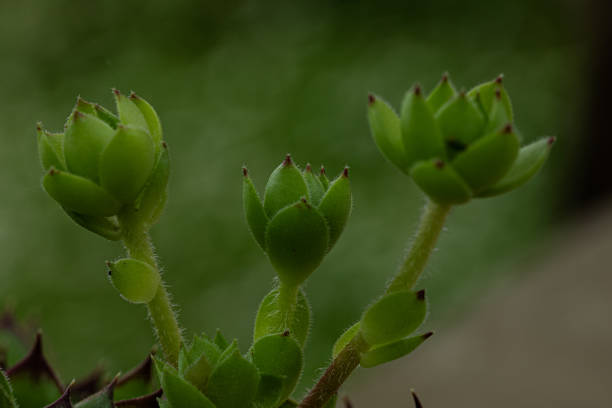 Close Up Of A Common Houseleek, Sempervivum Tectorum, Nature Background