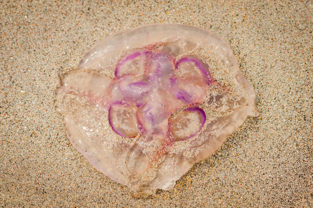 A summer HDR image of a dead Moon Jellyfish, Aurelia aurita, washed up on a South Uist beach in the Outer Hebrides, Scotland