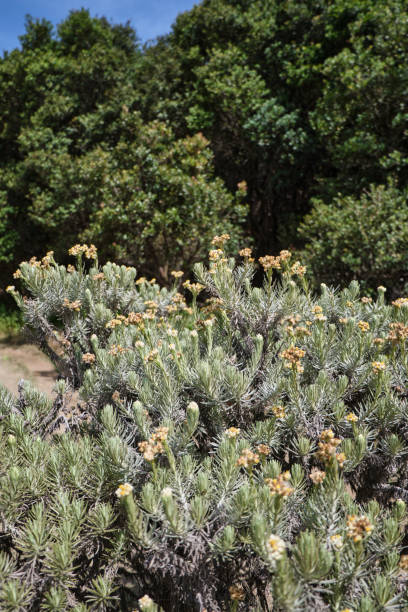 istock Edelweiss Blooms in Mountain Wilderness 2171533452