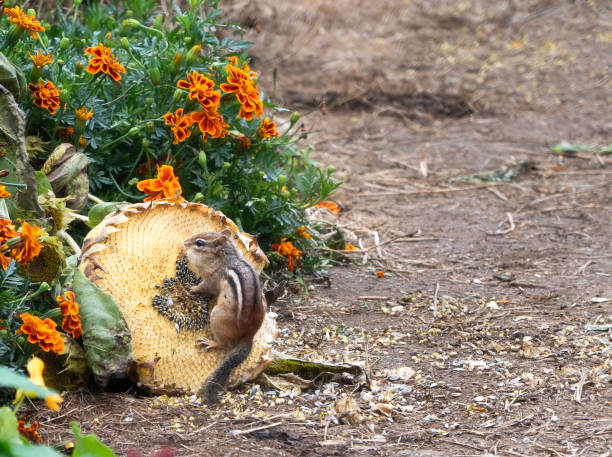 Even squirrels belong to the family of rodents, their cute outlook often make them a welcome creature to humans.