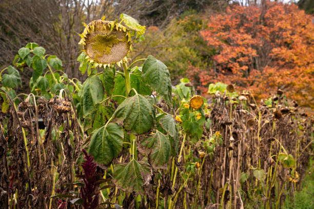 Dropping sunflowers in a field, Autumn season, Vermont, US