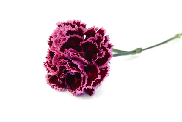 istock Decorative red and pink carnation flowers on white 2171535216