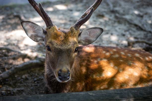 istock Close-up of a deer with antlers in a forest setting. 2171535317