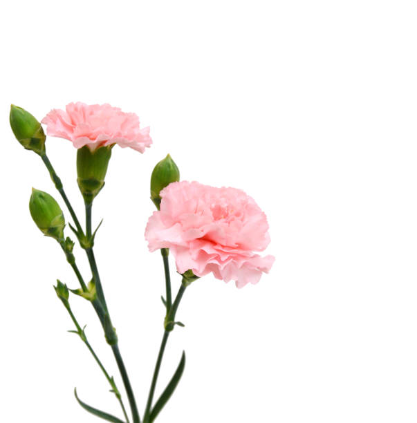 Decorative red and pink carnation flowers on white