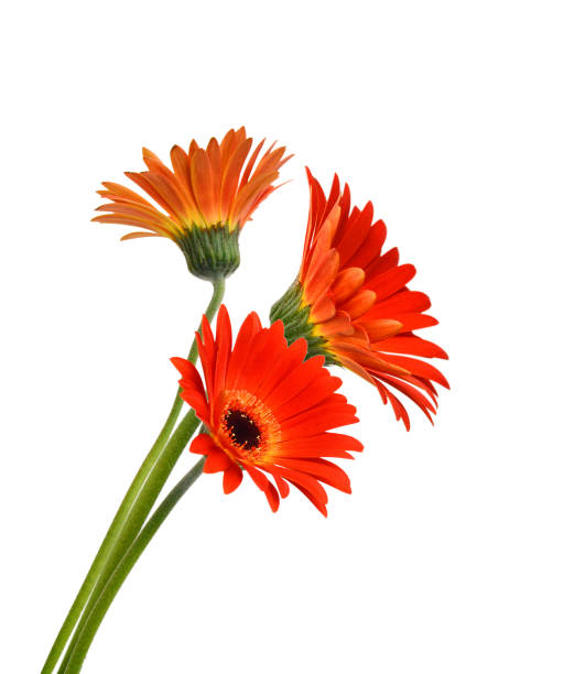 istock Close-up yellow daisy flower isolated on white background 2171535500