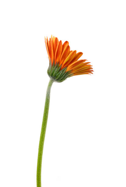 Close-up yellow daisy flower isolated on white background